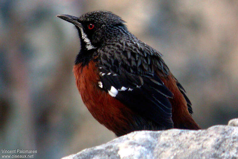 Chétopse bridé mâle adulte, portrait