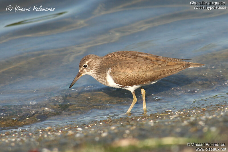 Common Sandpiperadult