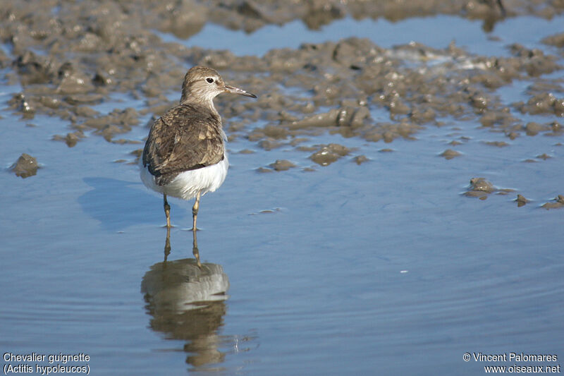 Common Sandpiper