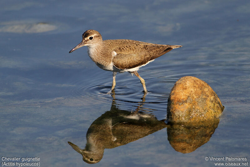 Common Sandpiper