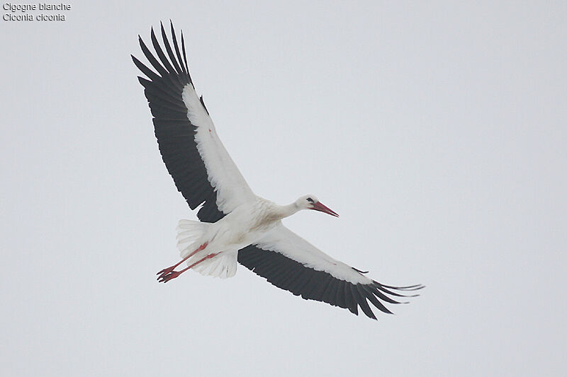 White Stork