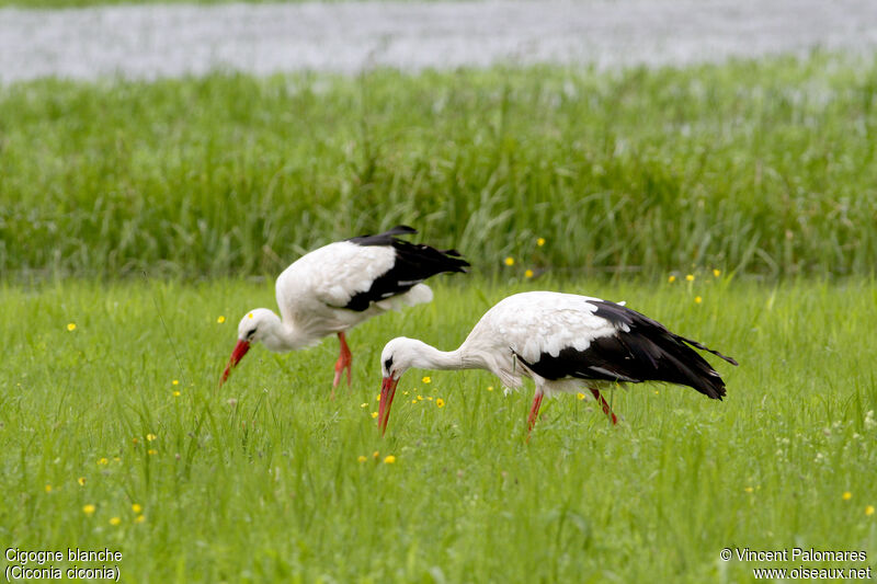 Cigogne blanche, marche, mange