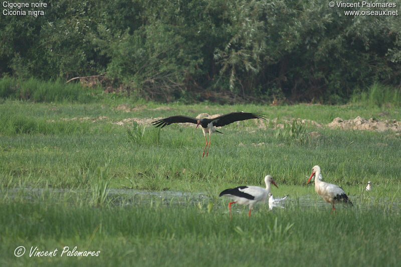 Cigogne noire