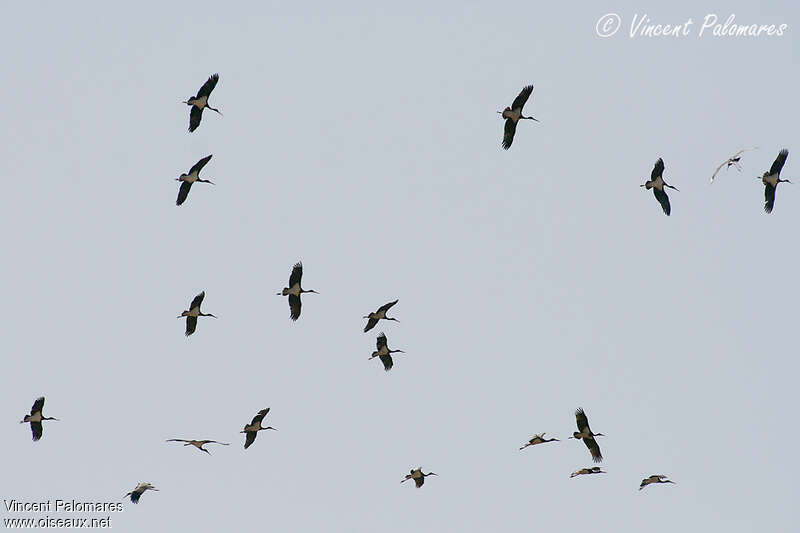 Cigogne noire, Vol