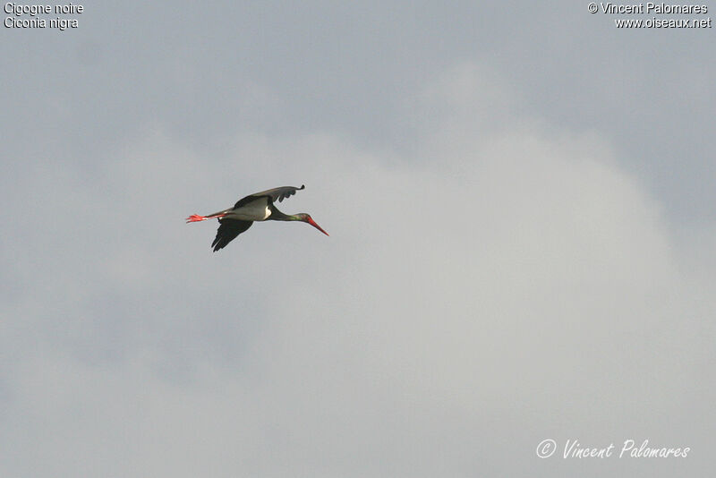 Black Storkadult