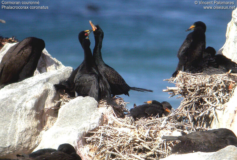 Crowned Cormorant