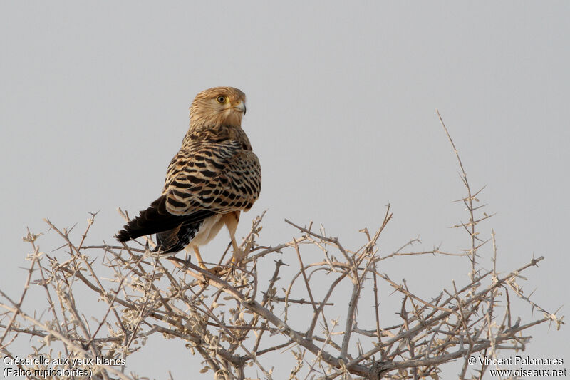 Greater Kestrel