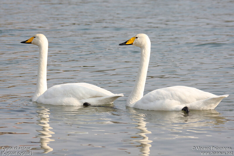 Cygne chanteur adulte