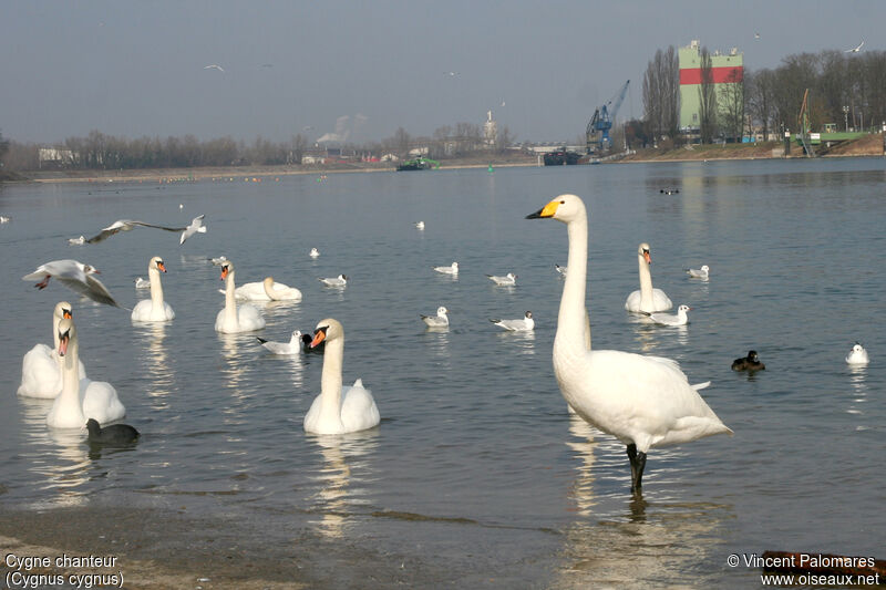 Cygne chanteuradulte