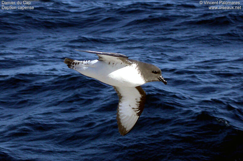 Cape Petrel