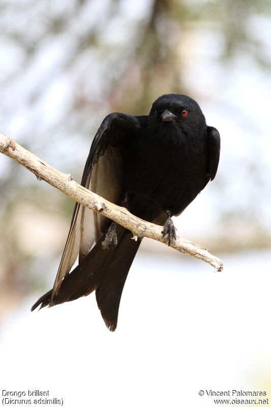 Fork-tailed Drongo