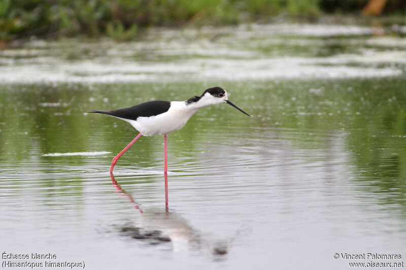 Black-winged Stilt male adult