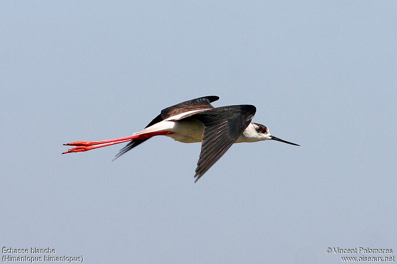 Black-winged Stiltadult