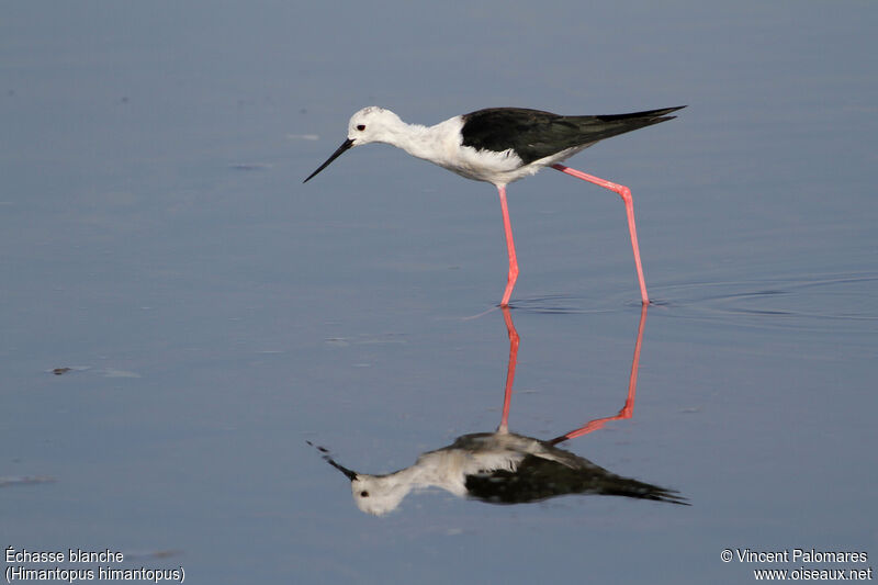 Black-winged Stiltadult