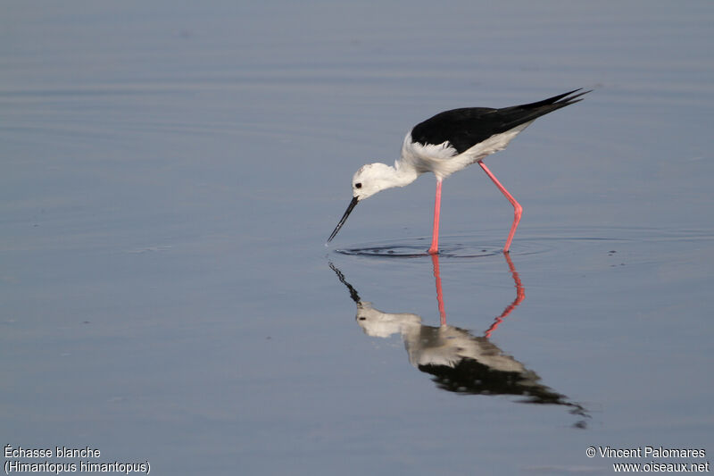 Black-winged Stiltadult