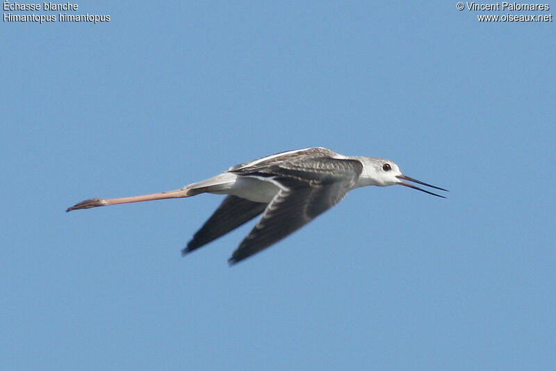 Échasse blanche