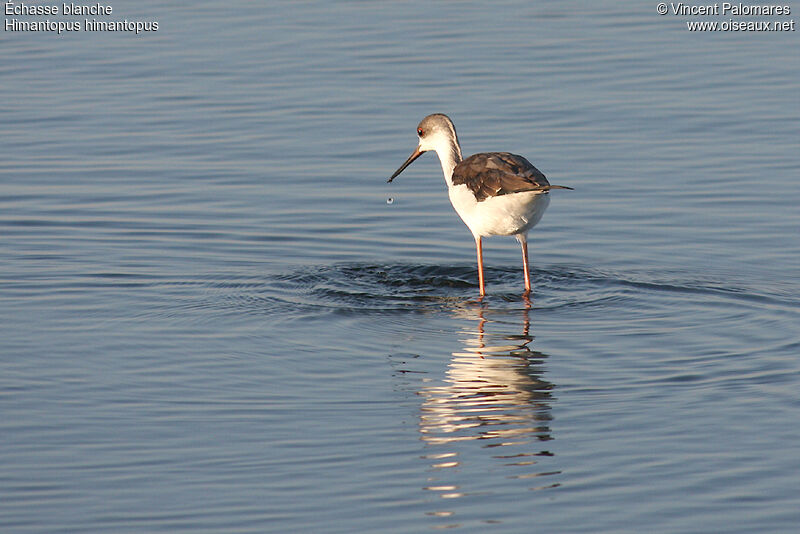 Black-winged Stilt