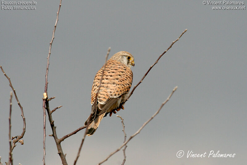 Common Kestrel female