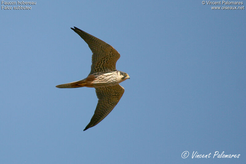 Eurasian Hobby