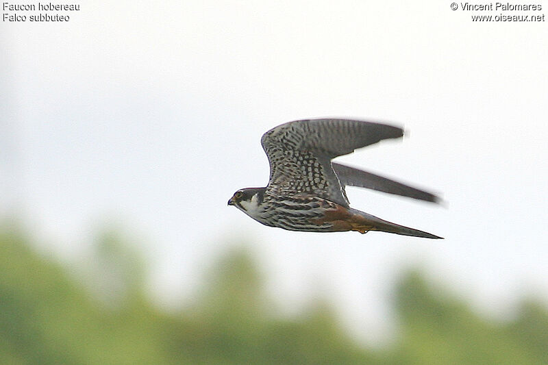 Eurasian Hobby