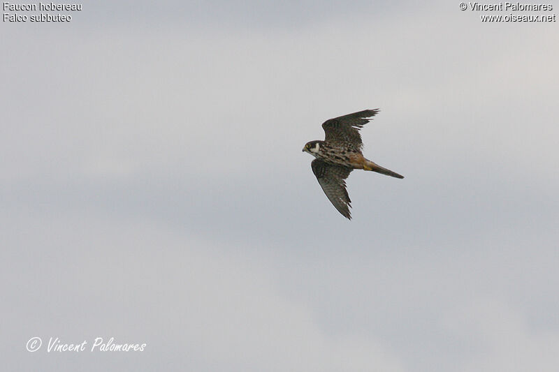 Eurasian Hobby