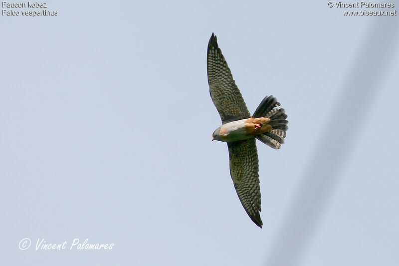 Red-footed Falcon male Second year