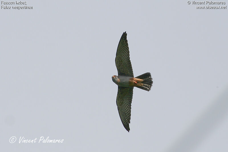 Red-footed Falcon male Second year