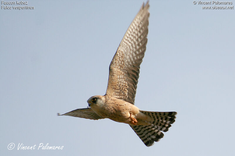 Red-footed Falcon female immature