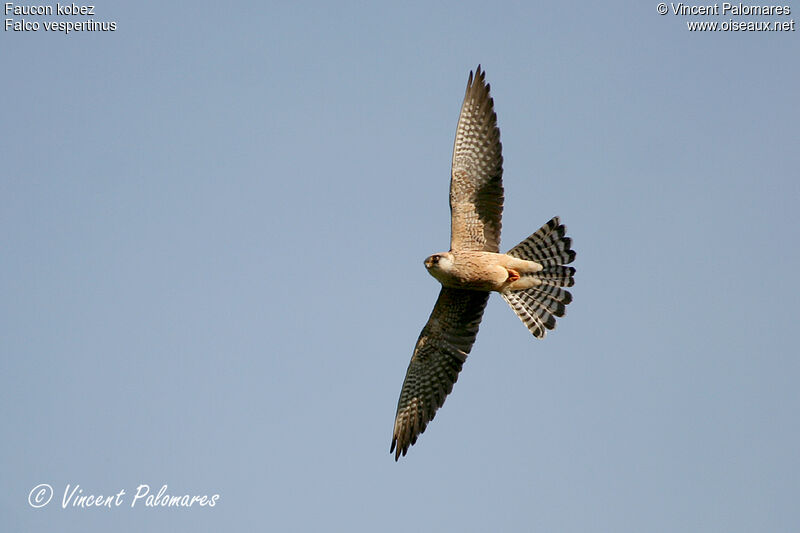 Red-footed Falcon female Second year