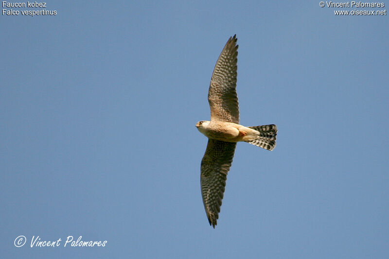 Red-footed Falcon female immature