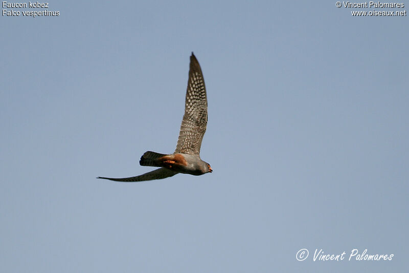 Red-footed Falcon male immature