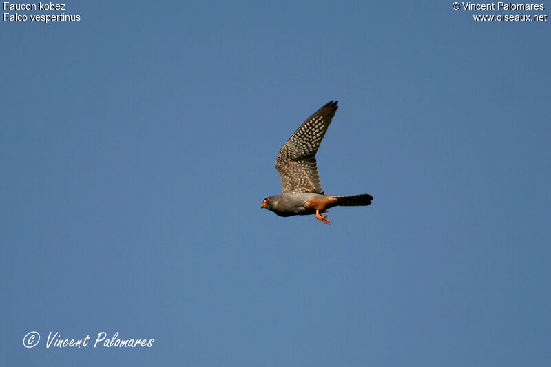 Red-footed Falcon male immature