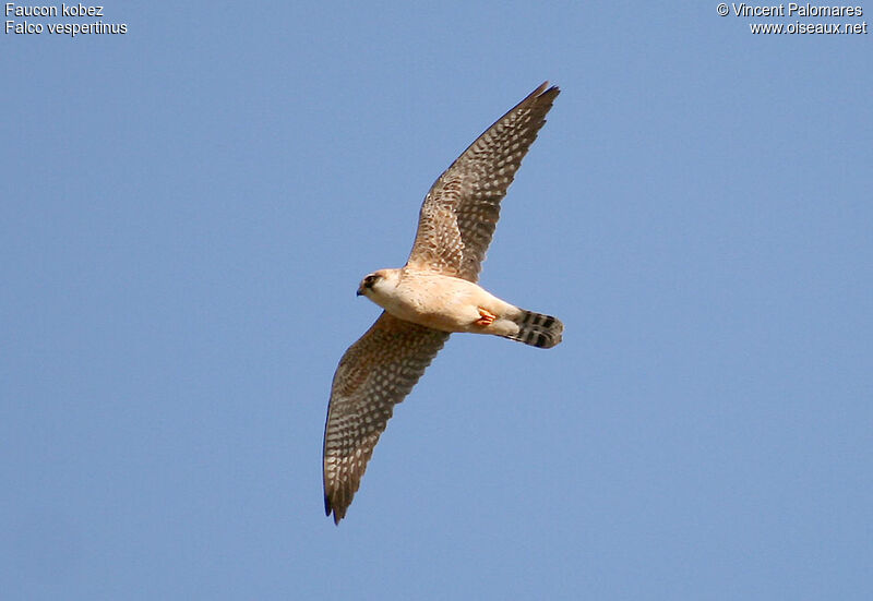 Red-footed Falcon