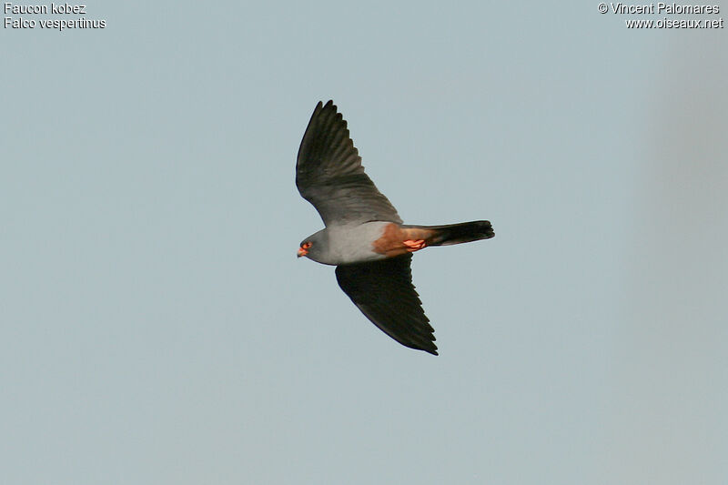 Red-footed Falcon