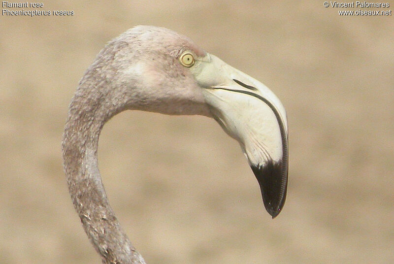 Flamant rose