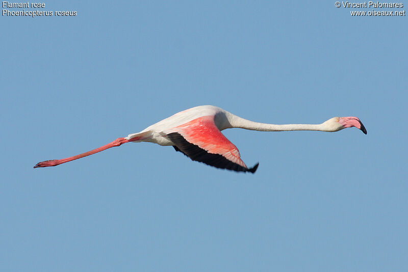 Greater Flamingo