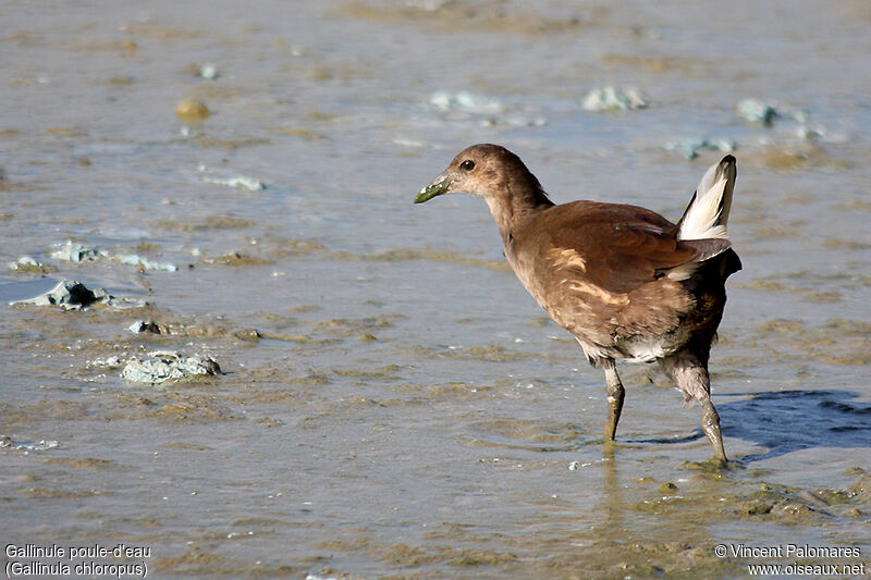 Gallinule poule-d'eau