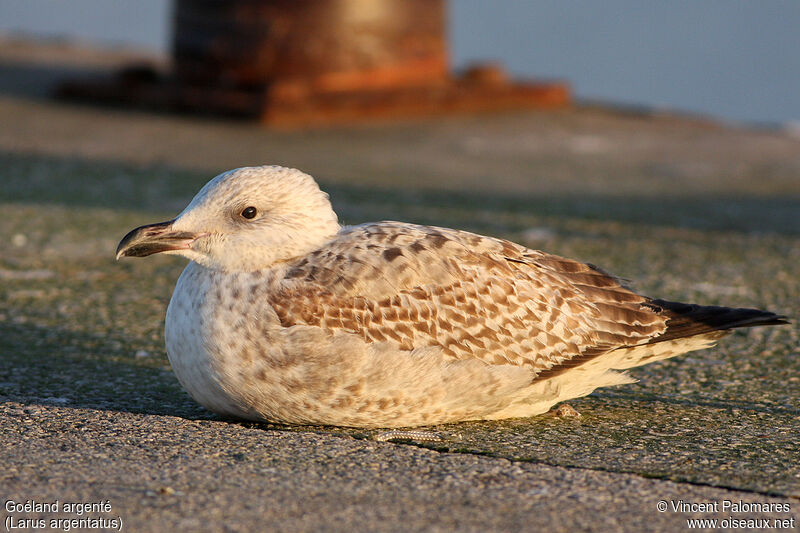 European Herring GullFirst year