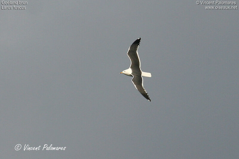 Lesser Black-backed Gull