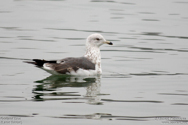 Lesser Black-backed GullThird  year