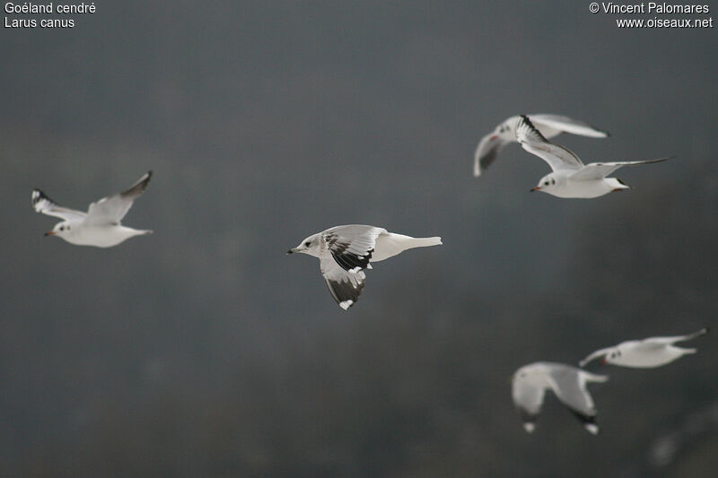 Common Gull