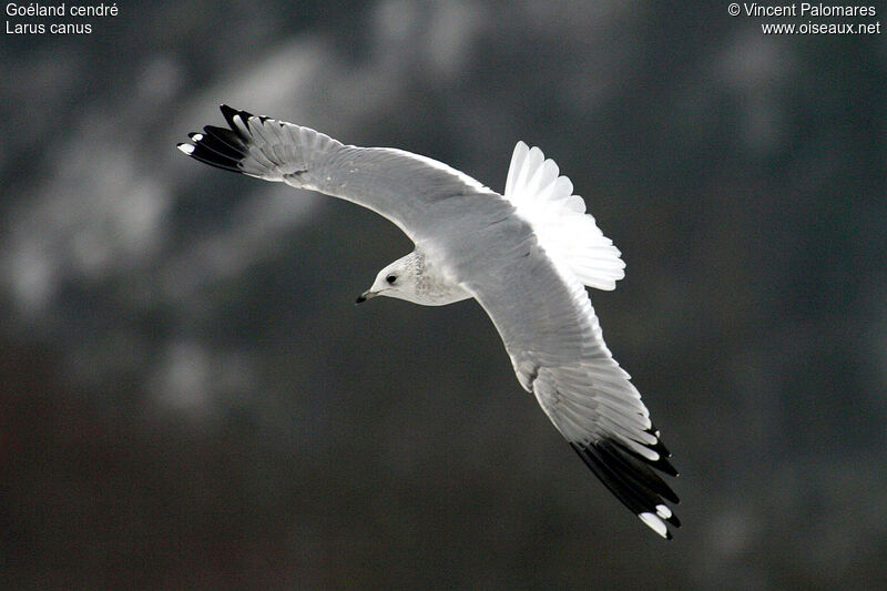 Common Gull