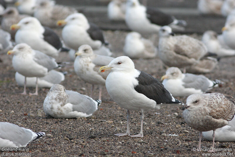 Great Black-backed Gulladult