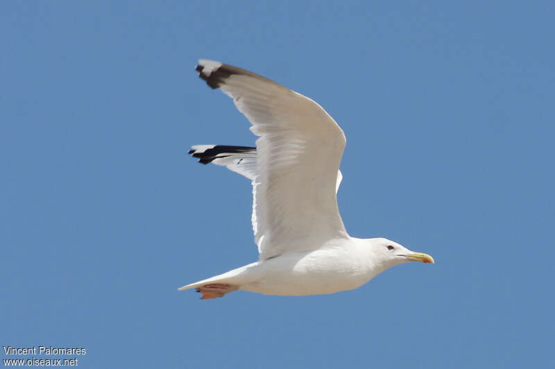 Caspian Gulladult, pigmentation, Flight