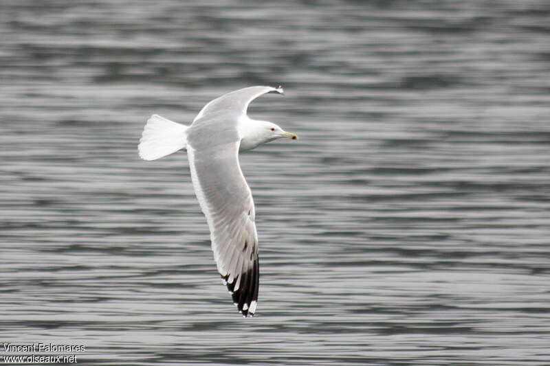 Caspian GullFourth year, Flight