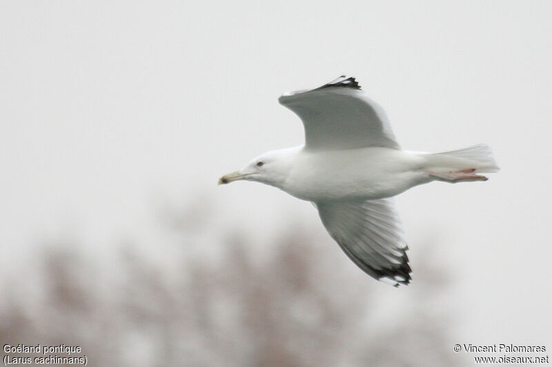 Caspian GullFourth year