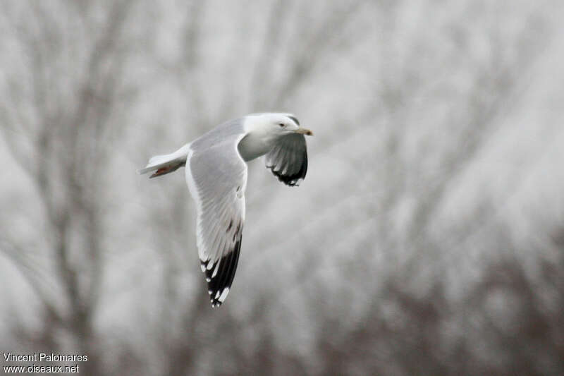 Caspian GullFourth year, pigmentation, Flight