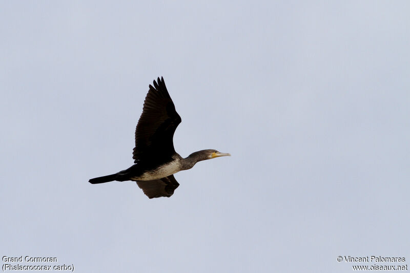 Great Cormorant