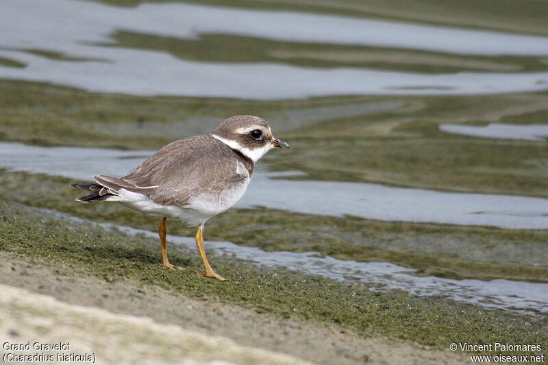 Common Ringed PloverFirst year