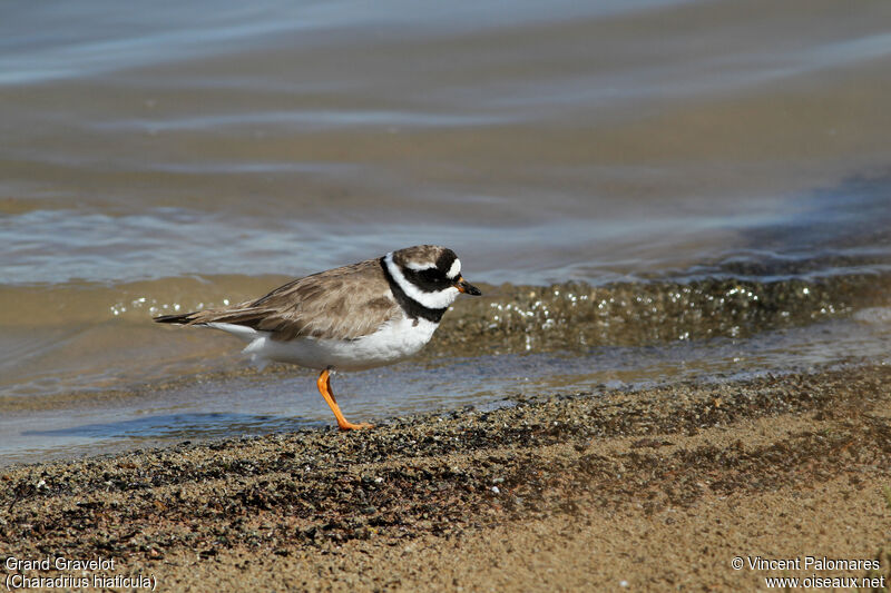 Common Ringed Ploveradult